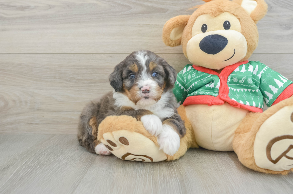 4 week old Mini Bernedoodle Puppy For Sale - Florida Fur Babies