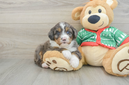 Mini Bernedoodle Puppy for Adoption