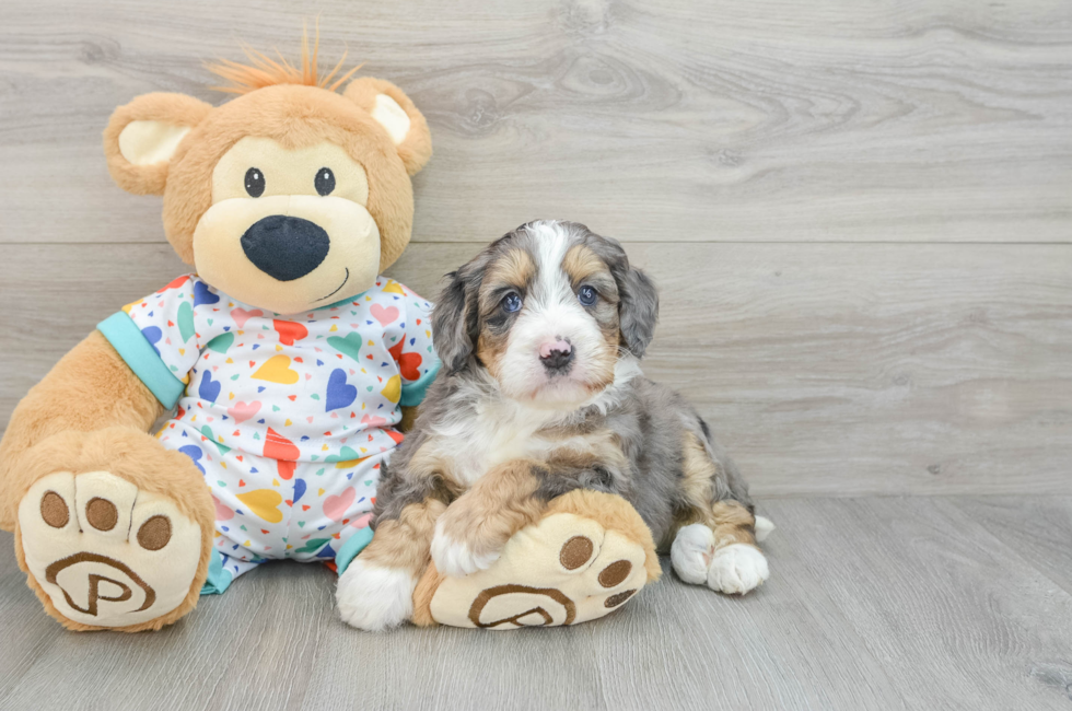 6 week old Mini Bernedoodle Puppy For Sale - Florida Fur Babies