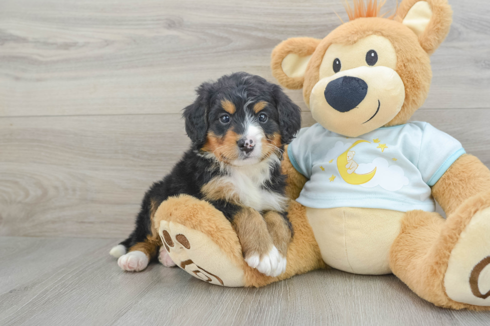 Energetic Mini Bernesepoo Poodle Mix Puppy