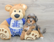 8 week old Mini Bernedoodle Puppy For Sale - Florida Fur Babies