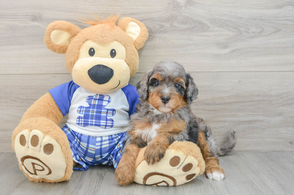 5 week old Mini Bernedoodle Puppy For Sale - Florida Fur Babies