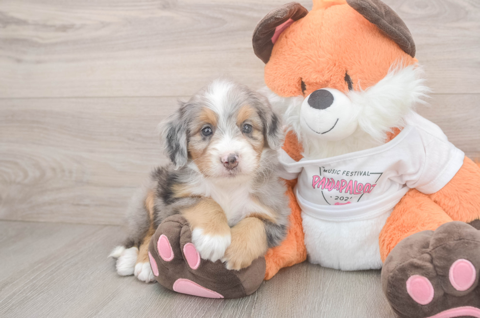5 week old Mini Bernedoodle Puppy For Sale - Florida Fur Babies