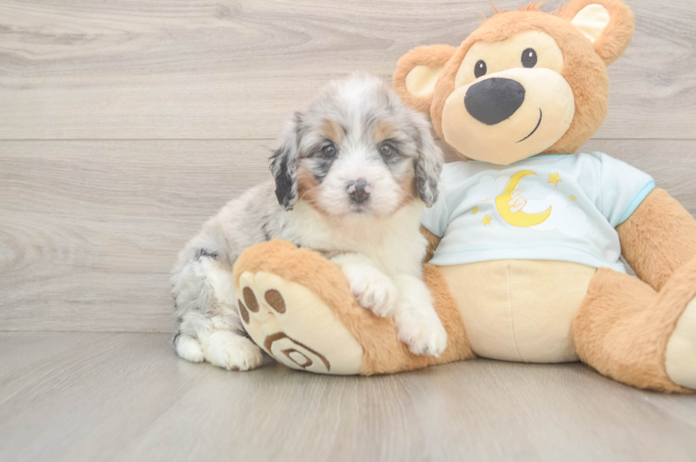 5 week old Mini Bernedoodle Puppy For Sale - Florida Fur Babies