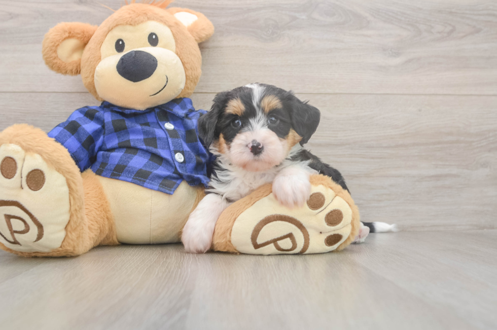 5 week old Mini Bernedoodle Puppy For Sale - Florida Fur Babies