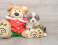 5 week old Mini Bernedoodle Puppy For Sale - Florida Fur Babies