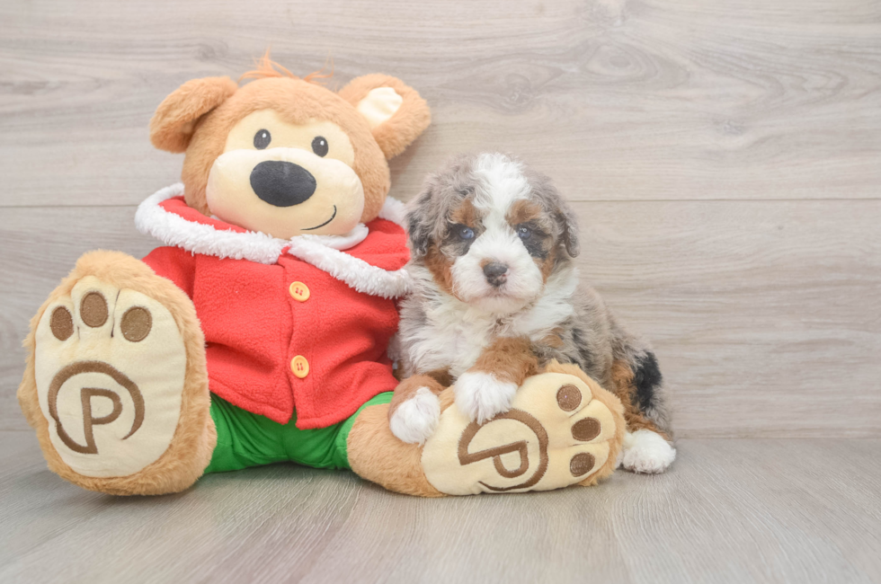 5 week old Mini Bernedoodle Puppy For Sale - Florida Fur Babies
