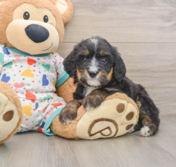 6 week old Mini Bernedoodle Puppy For Sale - Florida Fur Babies