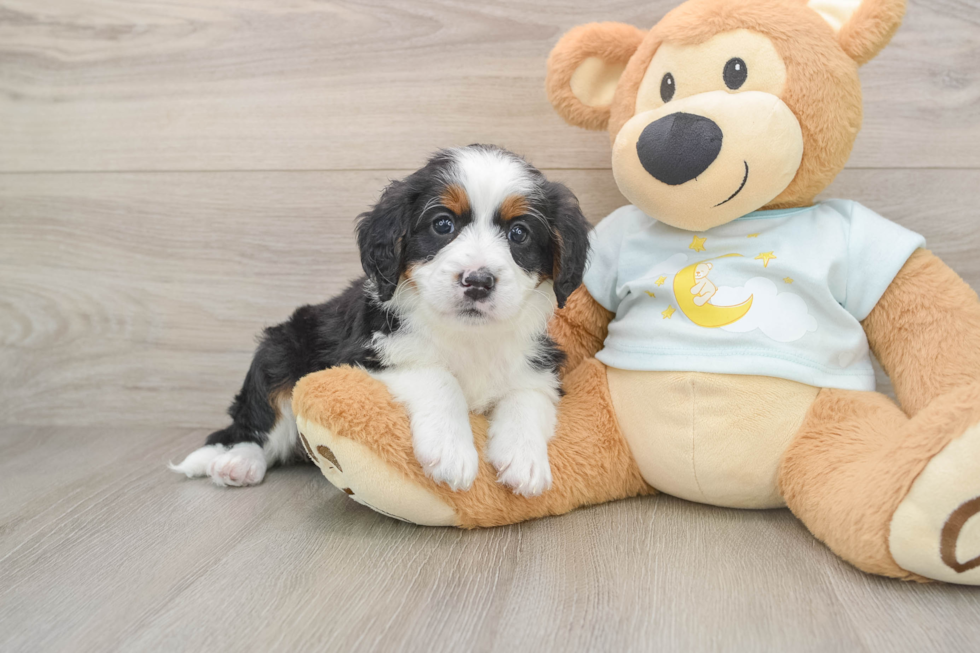 Popular Mini Bernedoodle Poodle Mix Pup