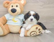 8 week old Mini Bernedoodle Puppy For Sale - Florida Fur Babies