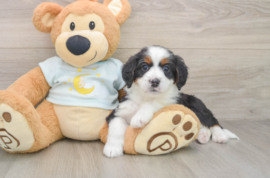 Energetic Bernese Doodle Poodle Mix Puppy