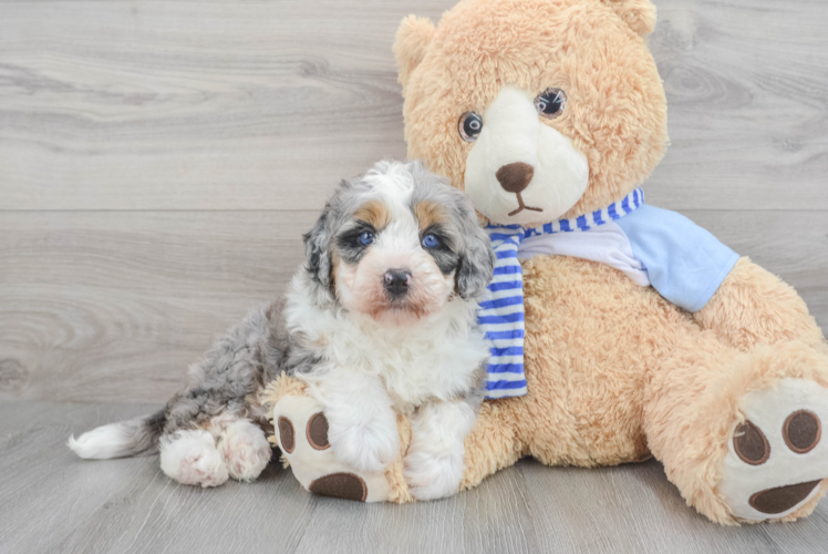 Mini Bernedoodle Pup Being Cute