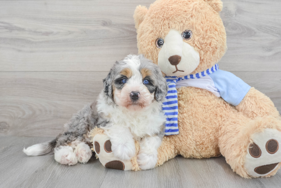 Mini Bernedoodle Pup Being Cute