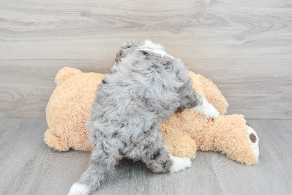 Mini Bernedoodle Puppy for Adoption