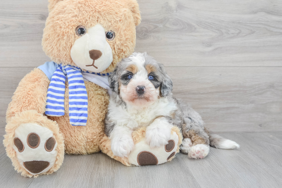 Mini Bernedoodle Pup Being Cute
