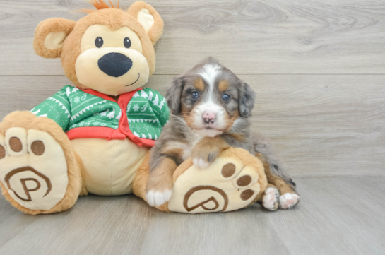 Adorable Mini Berniedoodle Poodle Mix Puppy