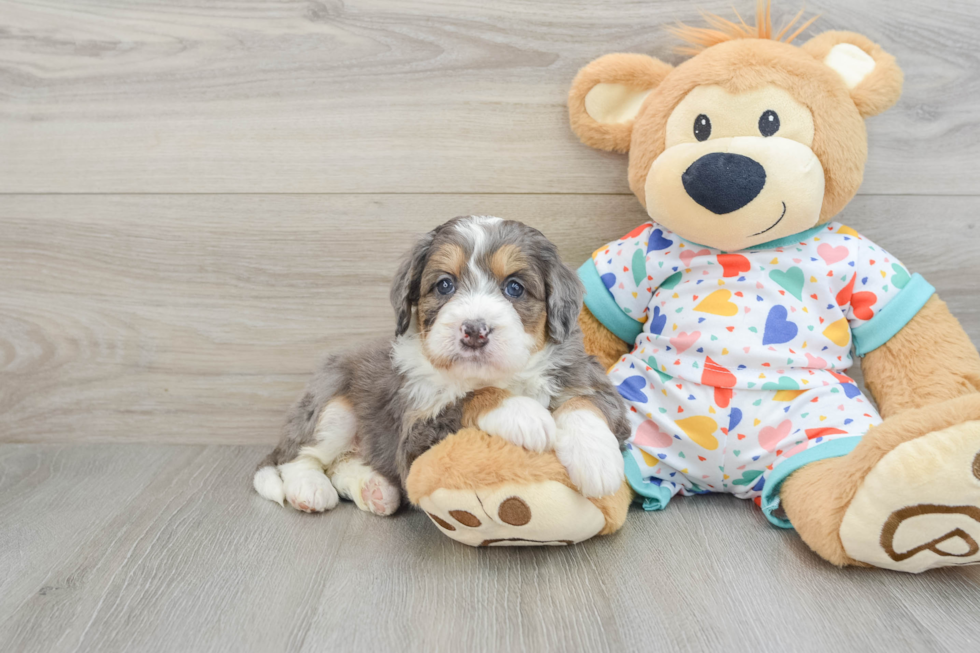 Energetic Mini Berniedoodle Poodle Mix Puppy