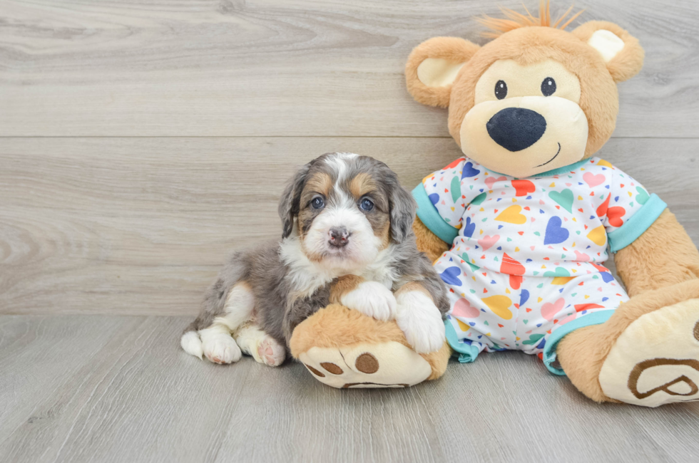 6 week old Mini Bernedoodle Puppy For Sale - Florida Fur Babies