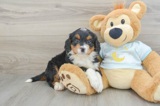 Playful Bernadoodle Poodle Mix Puppy