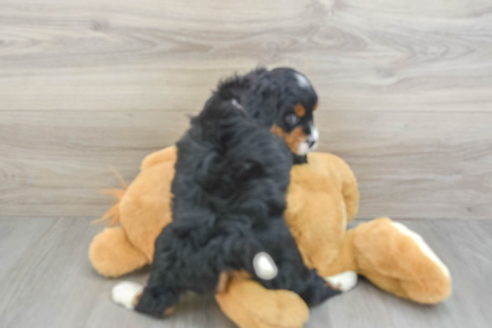 Funny Mini Bernedoodle Poodle Mix Pup