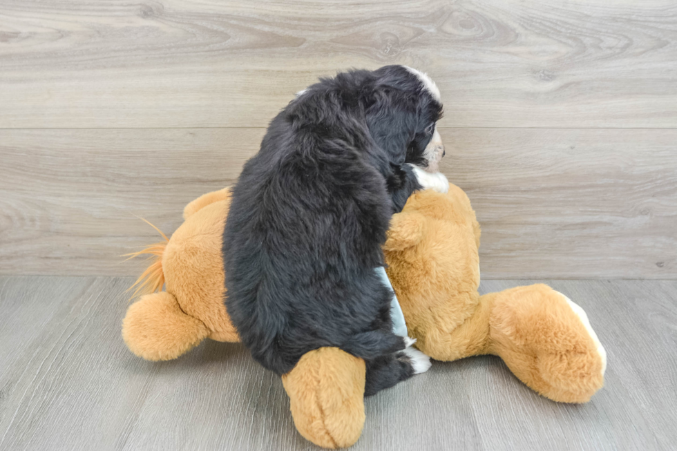 Mini Bernedoodle Pup Being Cute