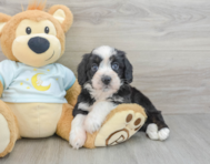 9 week old Mini Bernedoodle Puppy For Sale - Florida Fur Babies