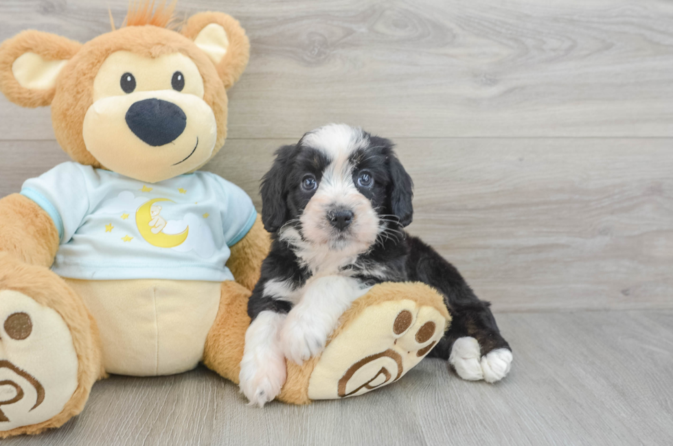 7 week old Mini Bernedoodle Puppy For Sale - Florida Fur Babies