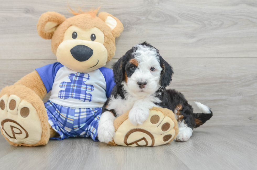 5 week old Mini Bernedoodle Puppy For Sale - Florida Fur Babies