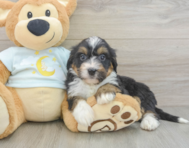 7 week old Mini Bernedoodle Puppy For Sale - Florida Fur Babies