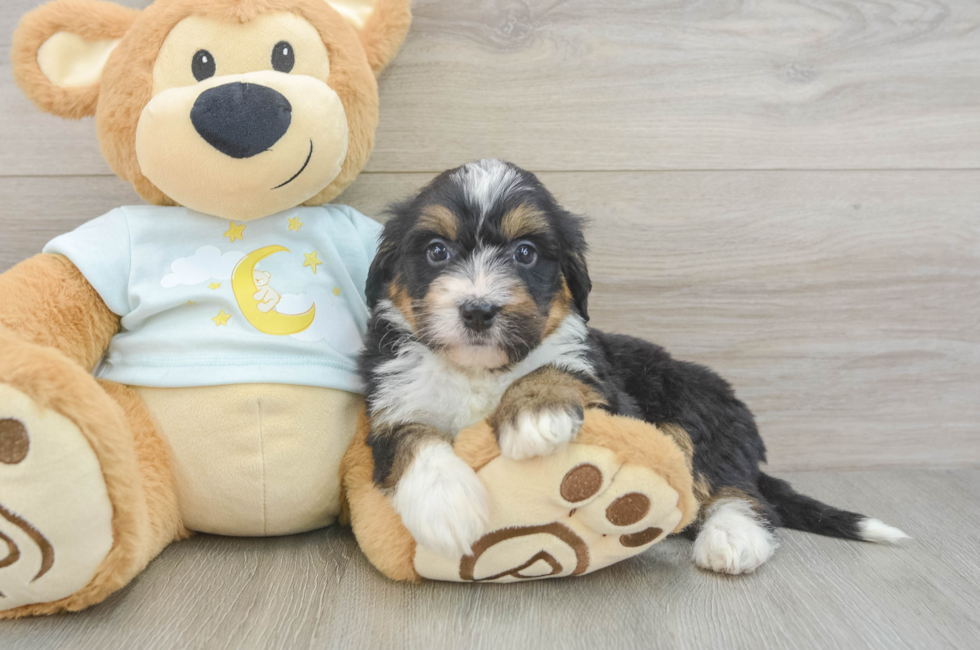 5 week old Mini Bernedoodle Puppy For Sale - Florida Fur Babies