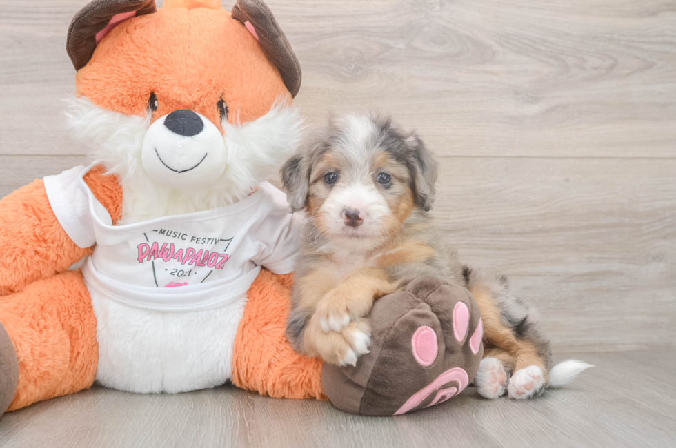 5 week old Mini Bernedoodle Puppy For Sale - Florida Fur Babies