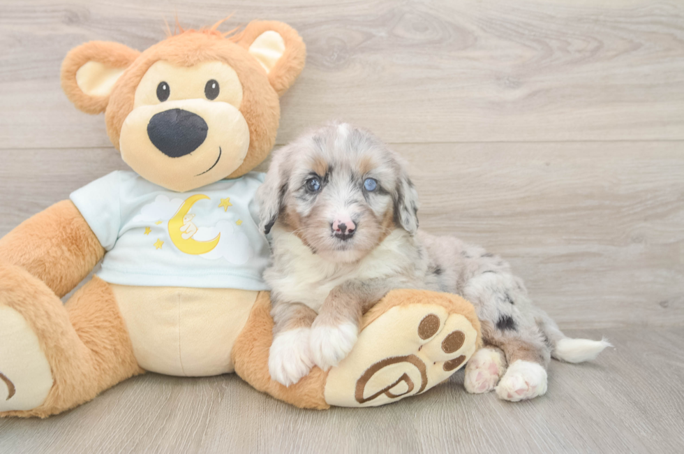 5 week old Mini Bernedoodle Puppy For Sale - Florida Fur Babies