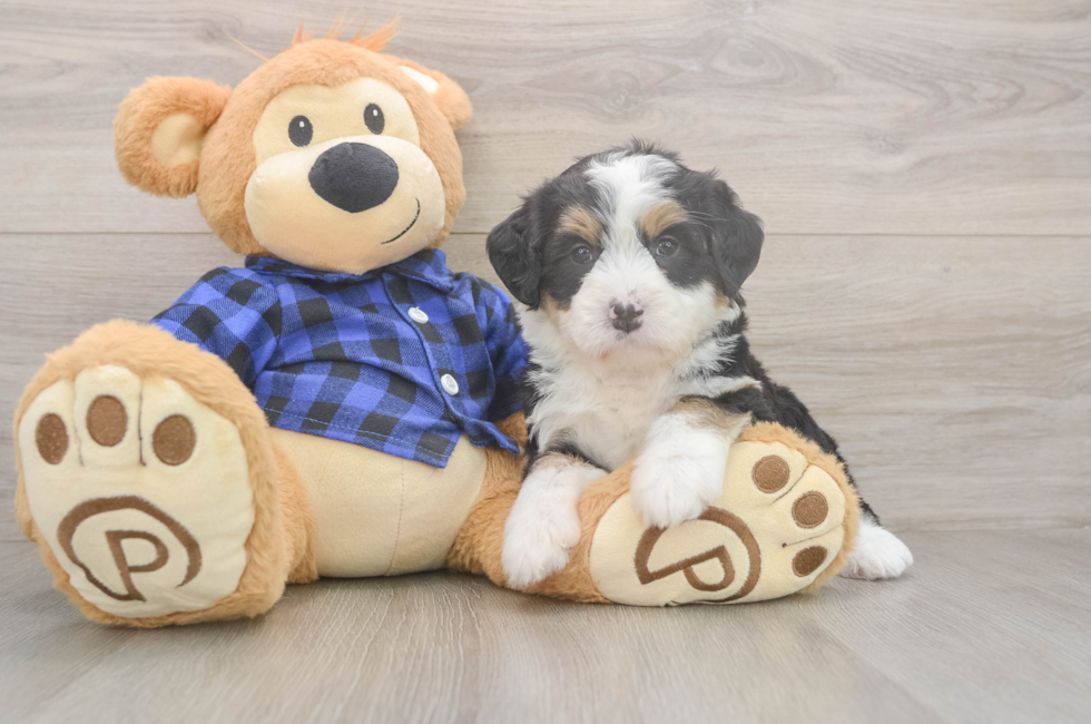 5 week old Mini Bernedoodle Puppy For Sale - Florida Fur Babies