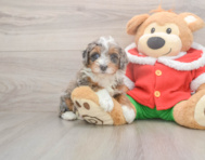 5 week old Mini Bernedoodle Puppy For Sale - Florida Fur Babies
