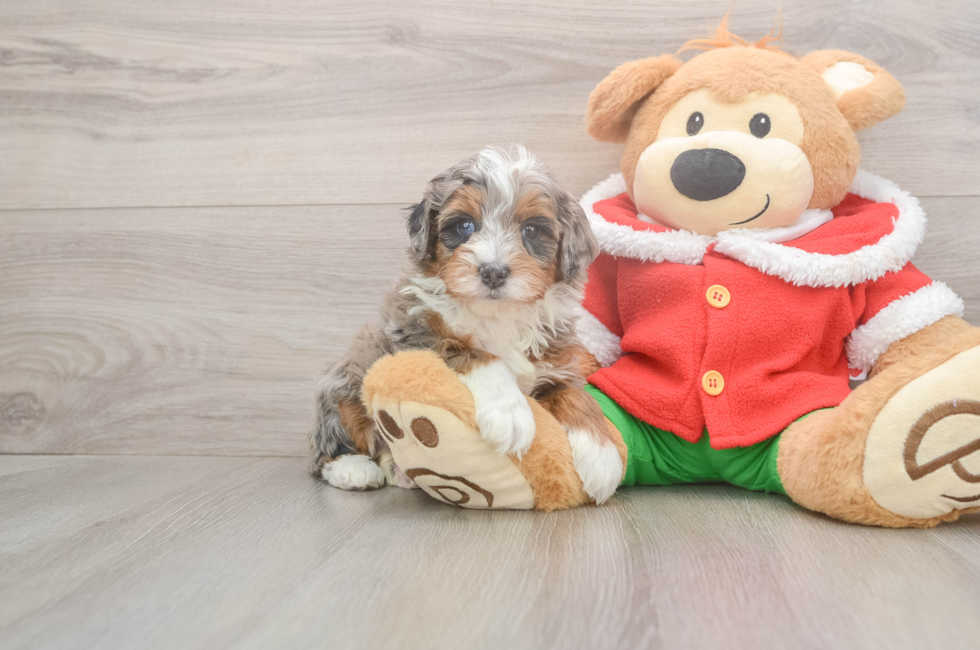 5 week old Mini Bernedoodle Puppy For Sale - Florida Fur Babies