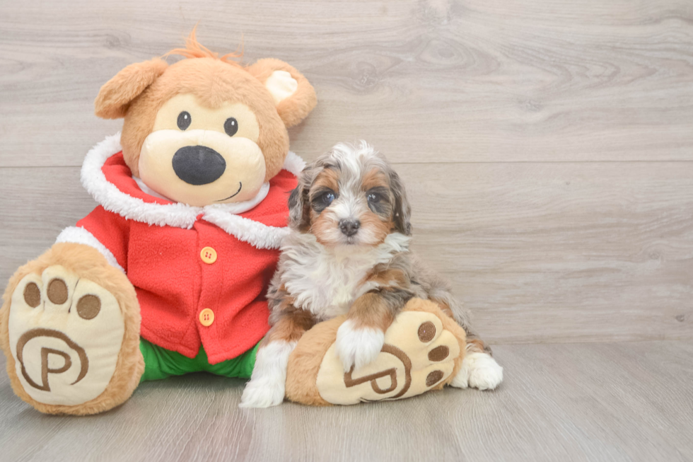 Cute Mini Bernedoodle Baby