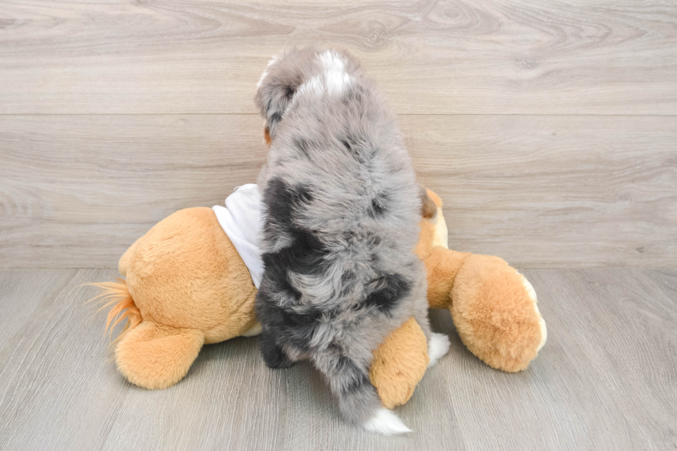 Funny Mini Bernedoodle Poodle Mix Pup