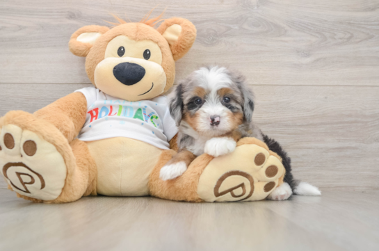 Mini Bernedoodle Pup Being Cute