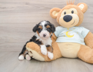 6 week old Mini Bernedoodle Puppy For Sale - Florida Fur Babies