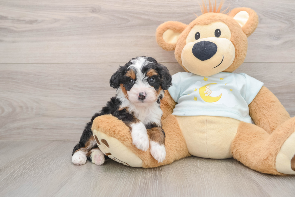 Sweet Mini Bernedoodle Baby