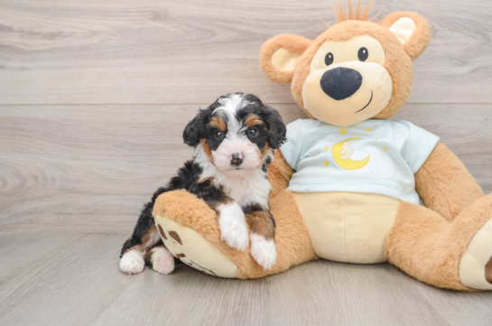 Sweet Mini Bernedoodle Baby