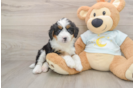 Mini Bernedoodle Puppy for Adoption