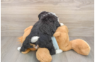 Best Mini Bernedoodle Baby