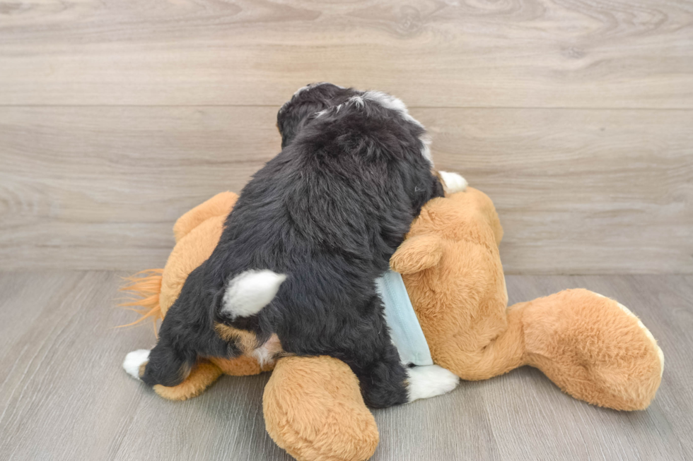 Best Mini Bernedoodle Baby