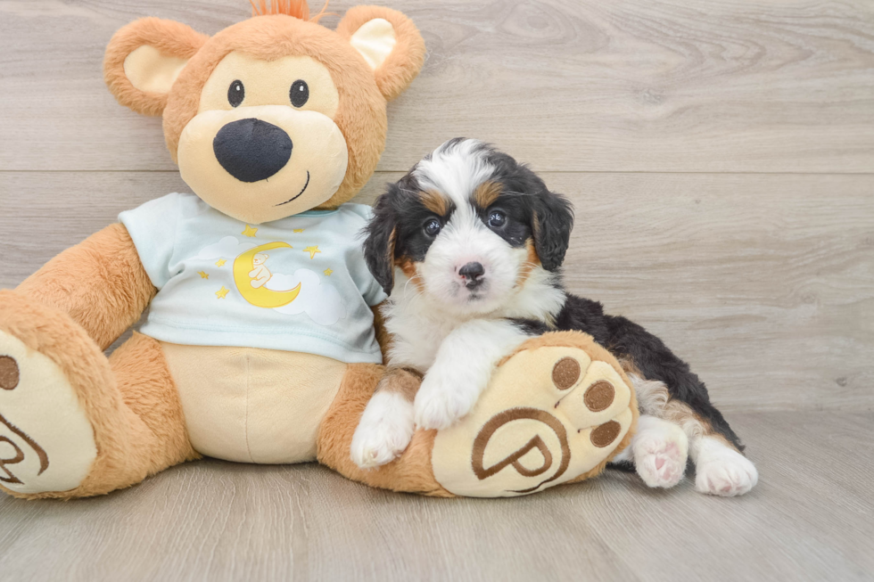Best Mini Bernedoodle Baby