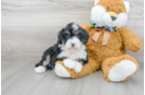 Meet Dora - our Mini Bernedoodle Puppy Photo 2/3 - Florida Fur Babies