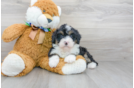 Meet Dora - our Mini Bernedoodle Puppy Photo 1/3 - Florida Fur Babies