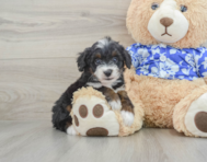 7 week old Mini Bernedoodle Puppy For Sale - Florida Fur Babies