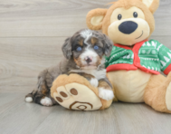 6 week old Mini Bernedoodle Puppy For Sale - Florida Fur Babies