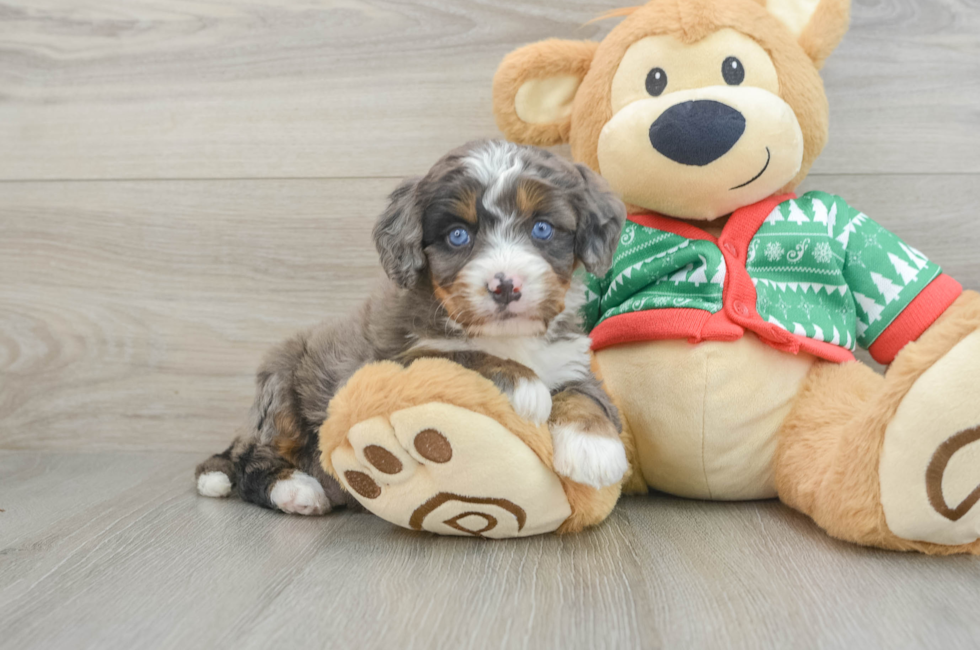 4 week old Mini Bernedoodle Puppy For Sale - Florida Fur Babies